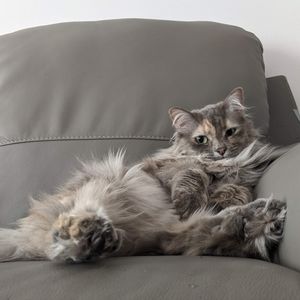 Meet your Posher, Joyce